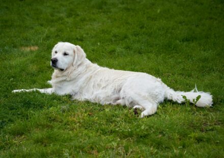 Golden Retriever vs. Labrador Retriever: A 2026 Family Dog Comparison