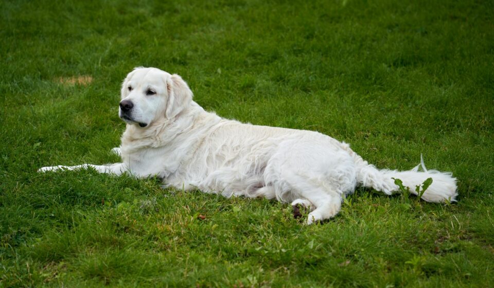 Golden Retriever vs. Labrador Retriever: A 2026 Family Dog Comparison