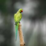 Green Parrot Green: Your Comprehensive Guide for 2026