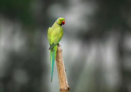 Green Parrot Green: Your Comprehensive Guide for 2026
