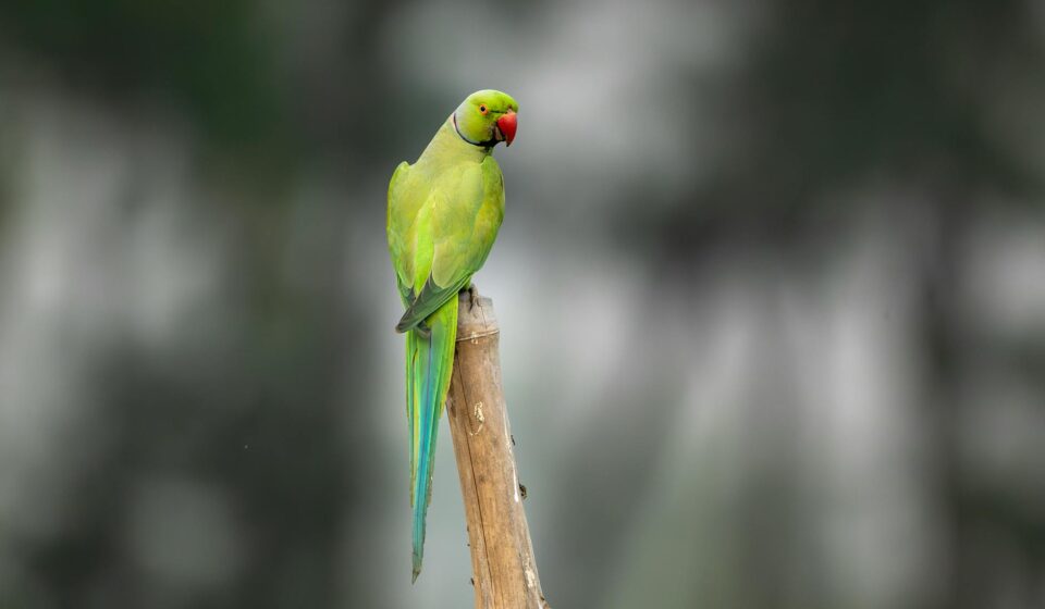 Green Parrot Green: Your Comprehensive Guide for 2026