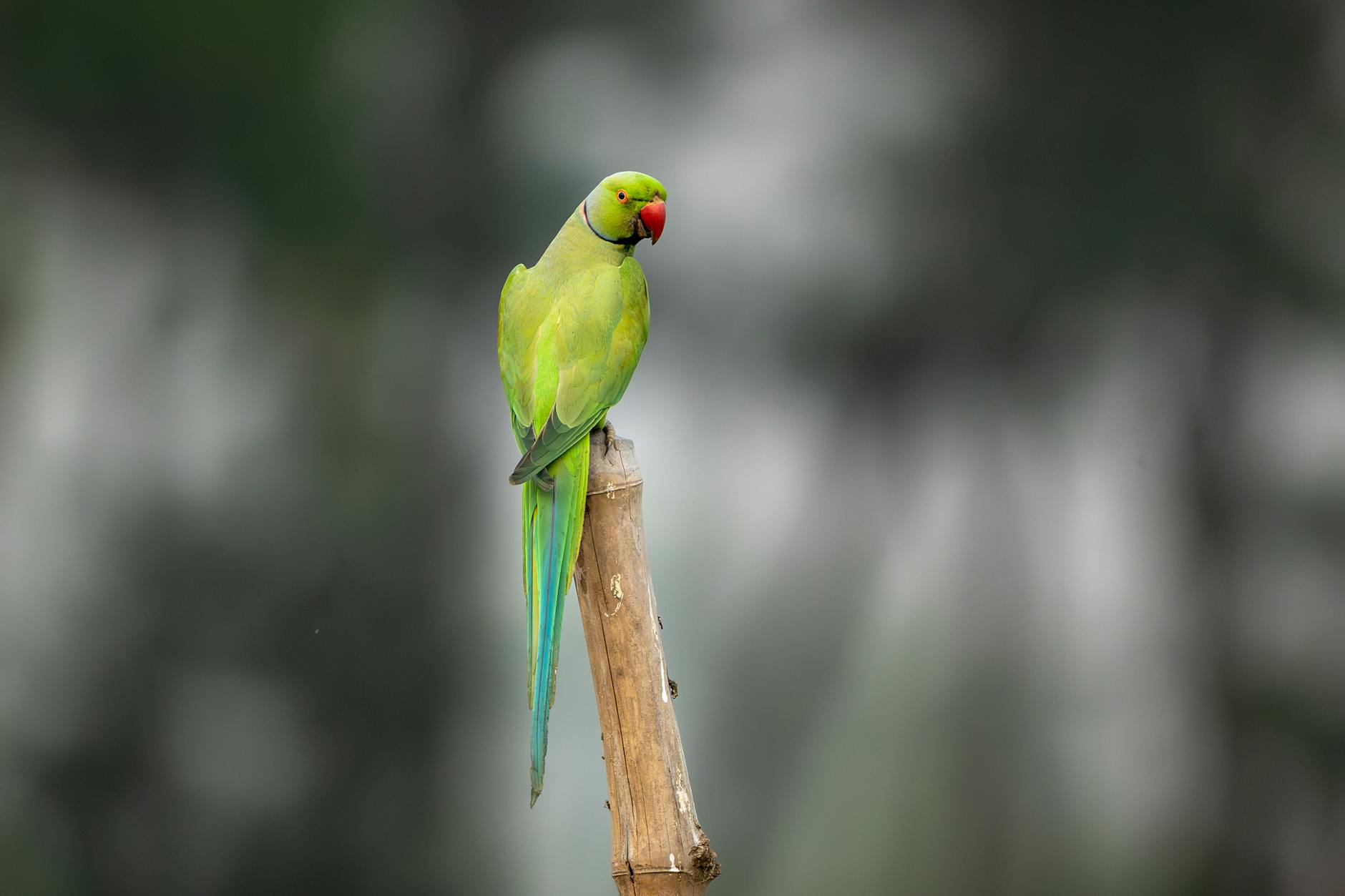 Green Parrot Green: Your Comprehensive Guide for 2026