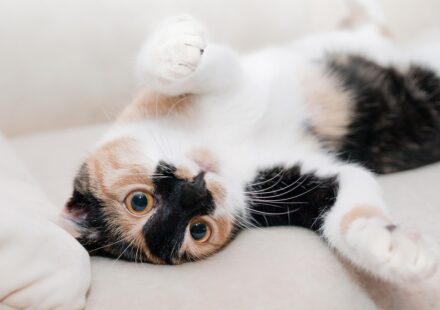 grey calico cat