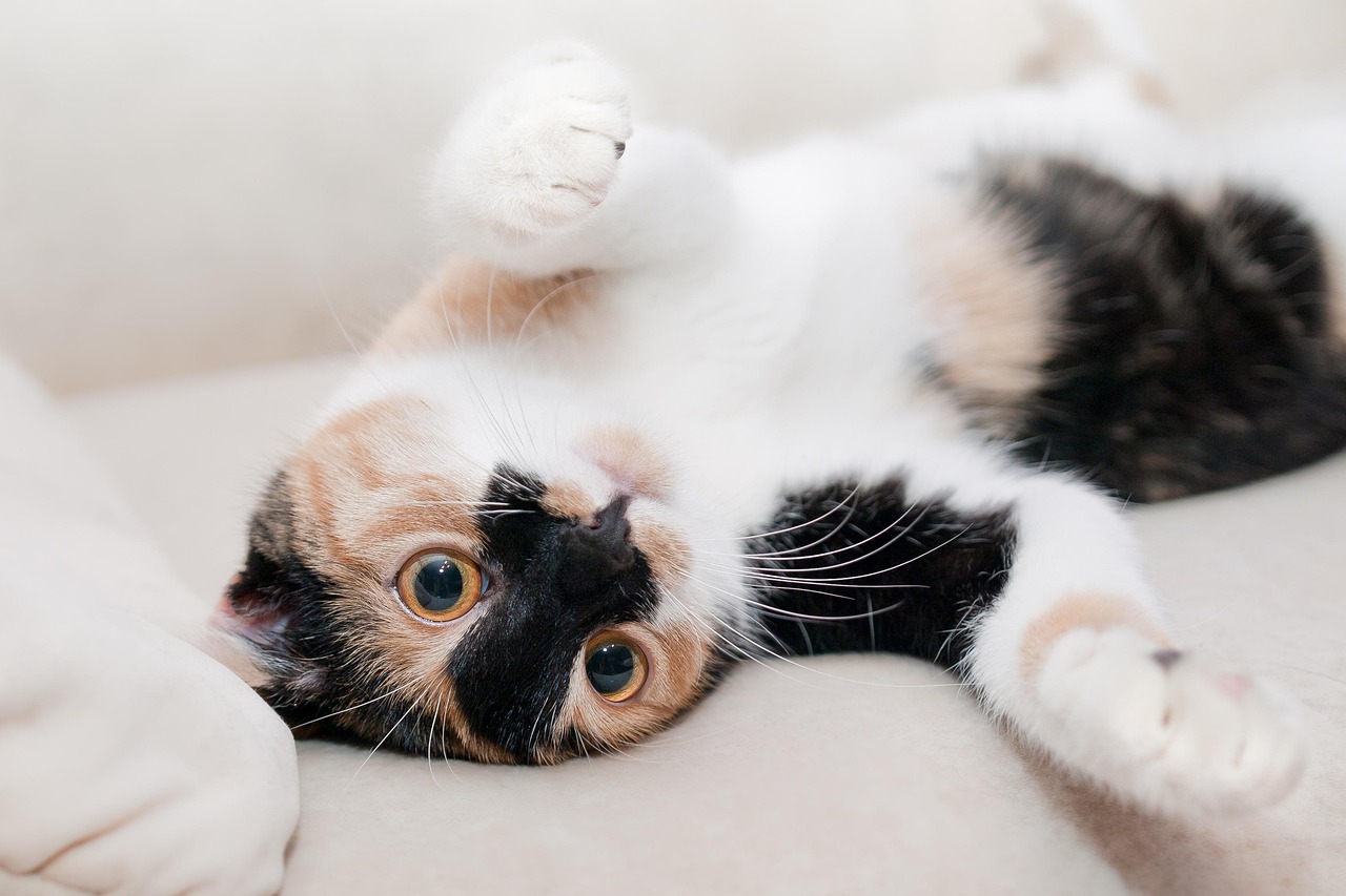 Grey Calico Cats: Understanding Their Unique Coat and