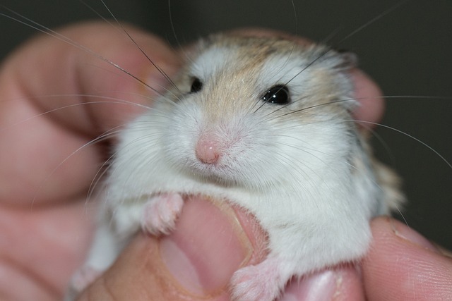 A hand gently petting the head of a King Alsatian, symbolizing responsible ownership and connection.