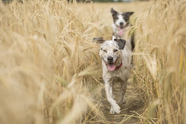 A happy, active dog running outdoors, symbolizing pet vitality. (wuffes discount code)