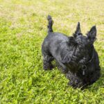 happy black dog