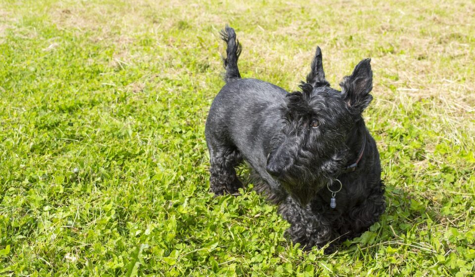 happy black dog