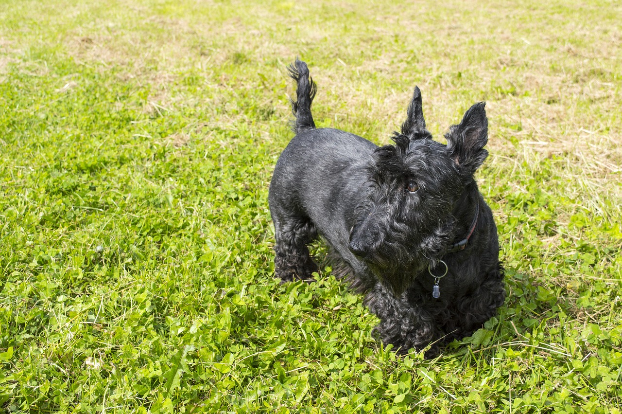 Black Dogs: Myths, Misconceptions, and Why They’re Worth Adopting