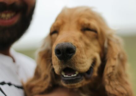 happy dog at boarding kennel