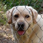 happy dog in kennel