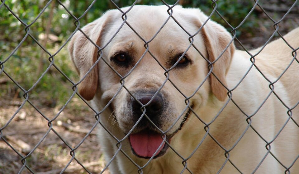 happy dog in kennel