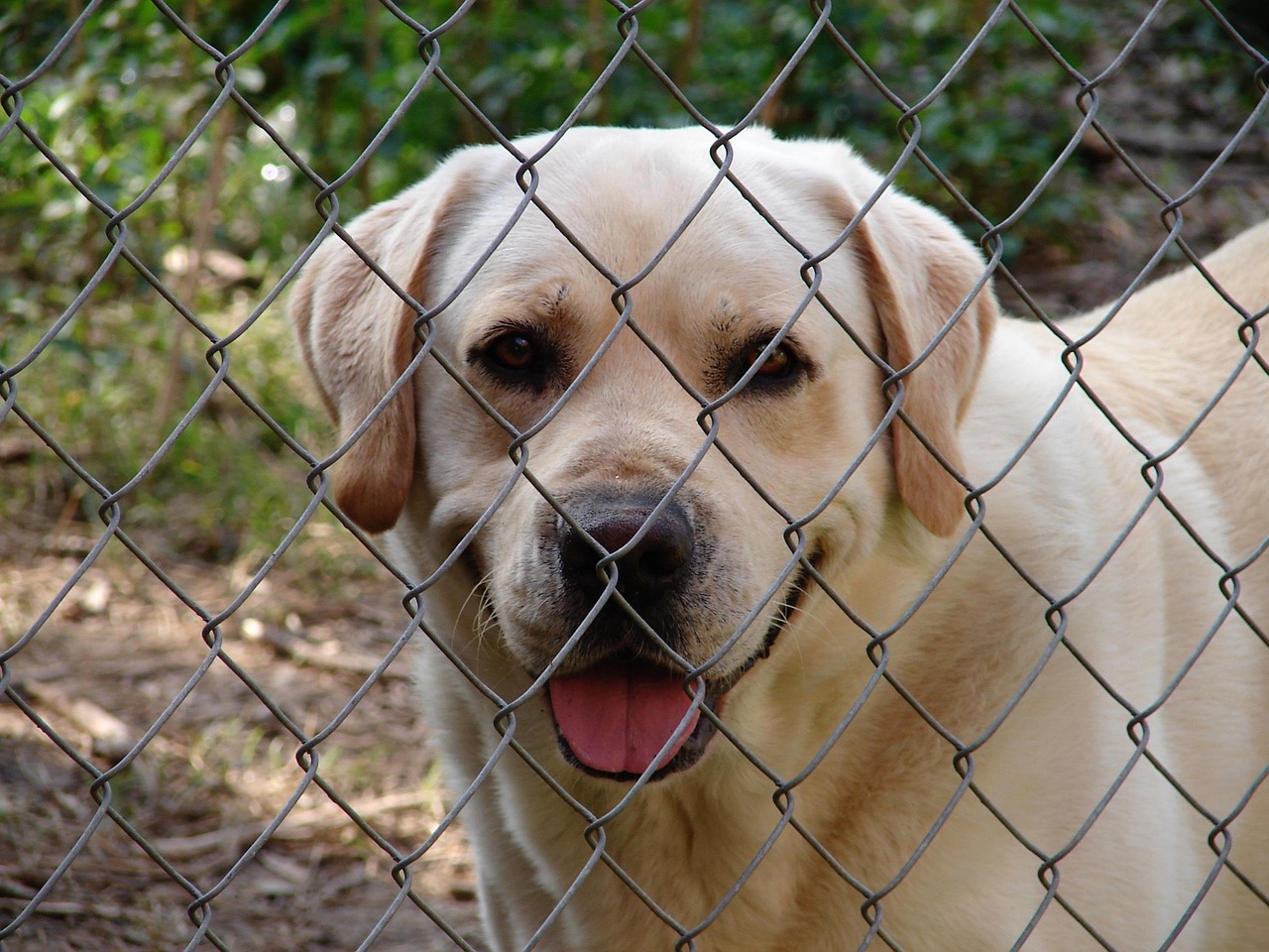 Finding Dog Kennels Near You in May 2026: Your Essential Guide