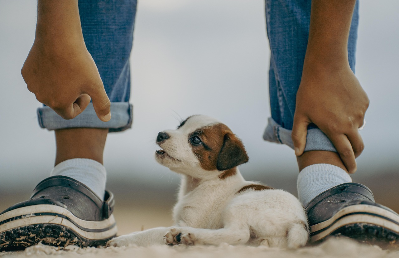 Dog Daycare Near Me: Your 2026 Guide to Happy Pups