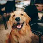 happy golden retriever family playing