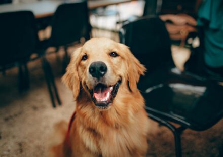 happy golden retriever family playing