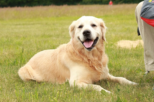 A happy Golden Retriever playing fetch in a park.