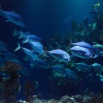 healthy aquarium fish