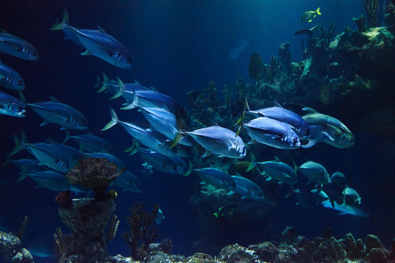 Fish Care in 2026: Your Essential Guide to a Thriving Aquarium