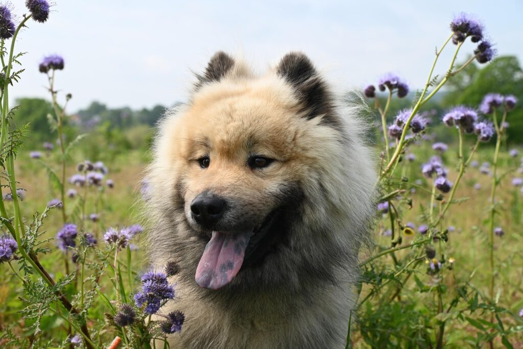healthy dog breeds