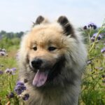 healthy dog breeds