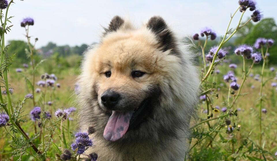 healthy dog breeds
