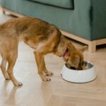 healthy dog eating balanced food