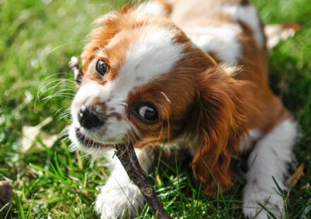 healthy dog playing