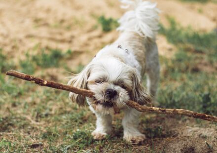 healthy dog playing