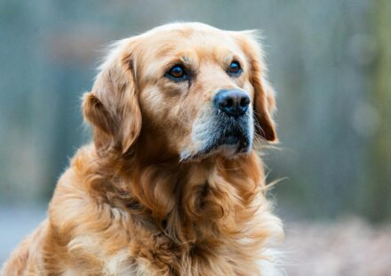 healthy golden retriever playing