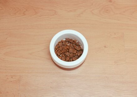 Homemade Dog Food vs. Commercial Kibble: A 2026 Comparison