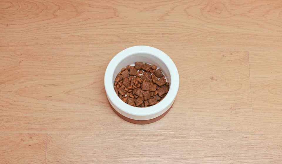 Homemade Dog Food vs. Commercial Kibble: A 2026 Comparison