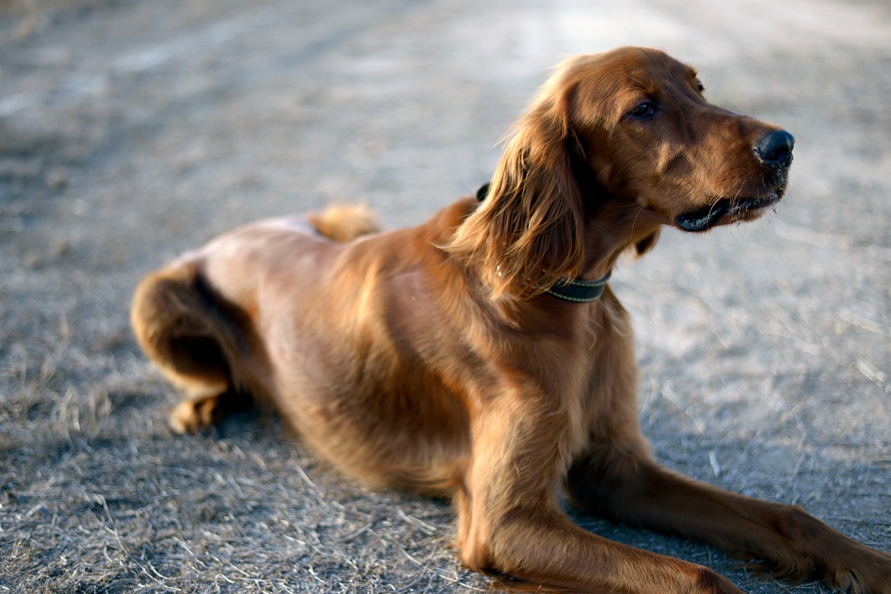 Irish Setter Puppies: Your 2026 Guide to Red Coats and Revelry
