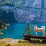 irish terrier dog standing