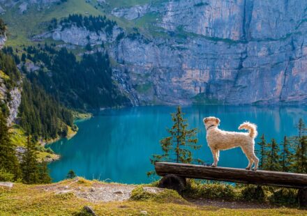 irish terrier dog standing