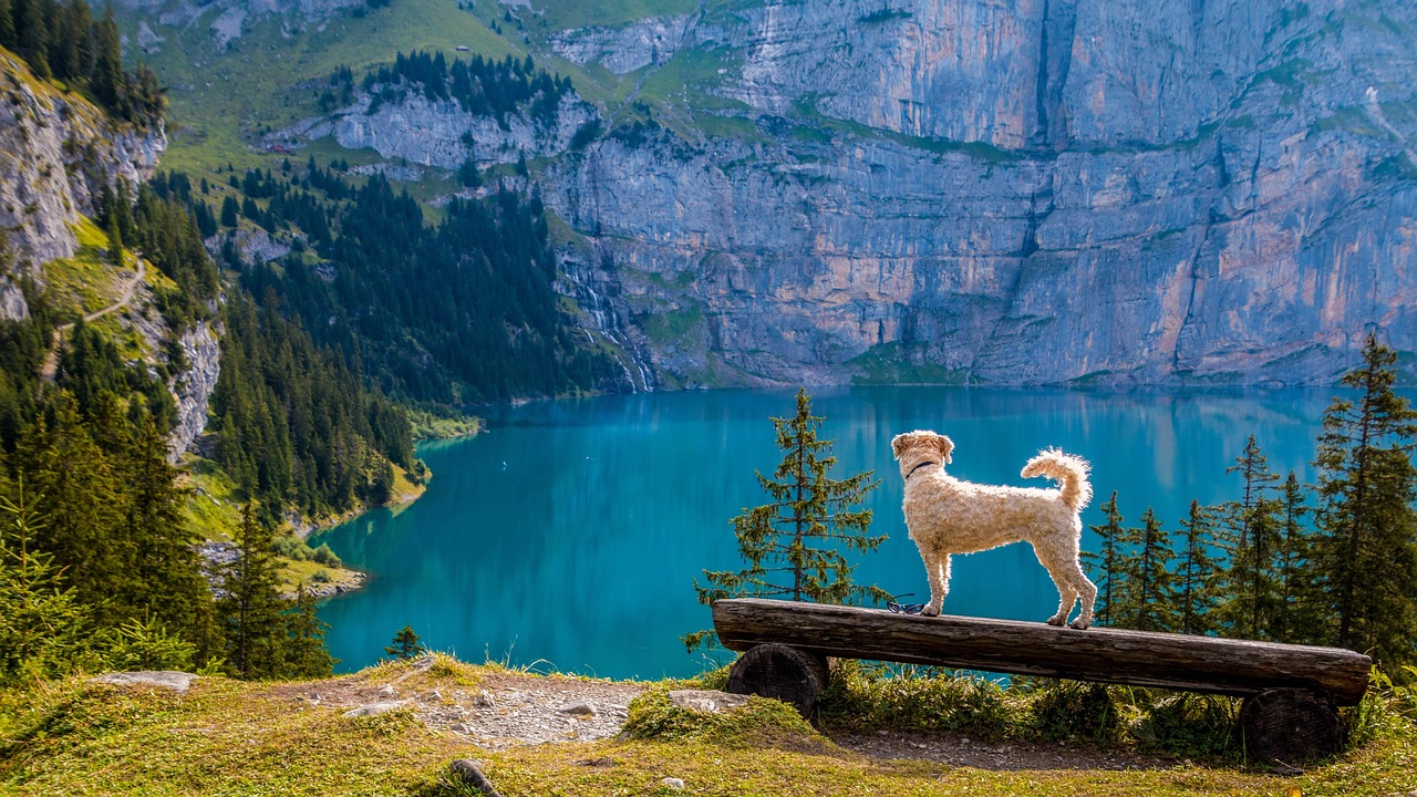 Irish Terrier: More Than Just a Fiery Spirit in 2026