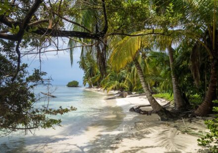 jungle island parrot jungle​