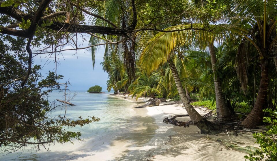 jungle island parrot jungle​