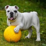 kefir for dogs