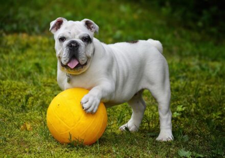 kefir for dogs