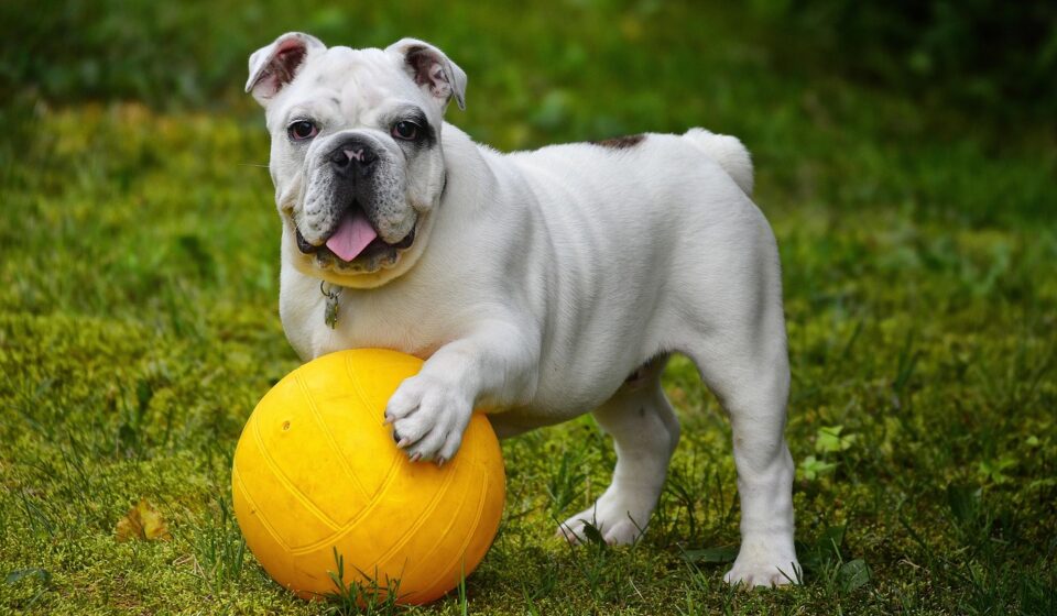 kefir for dogs