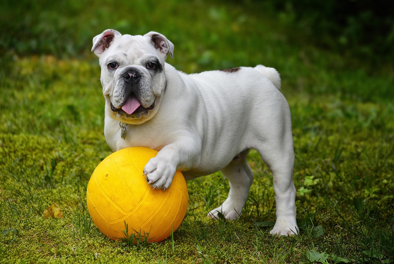 Kefir for Dogs: A 2026 Guide to Benefits, Safety, and Feeding
