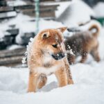 King Alsatian dog playing