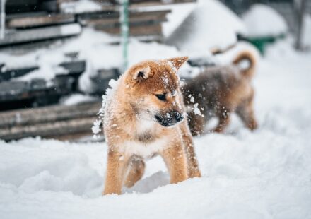 King Alsatian dog playing