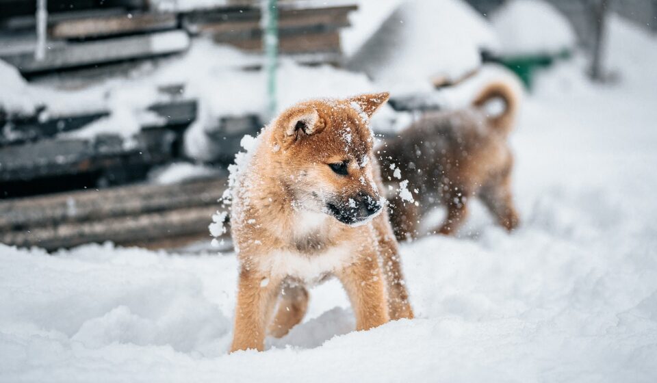 King Alsatian dog playing