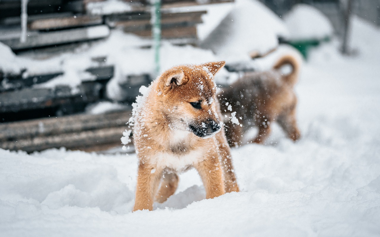 King Alsatian Dog: Common Mistakes & How to Avoid Them in 2026