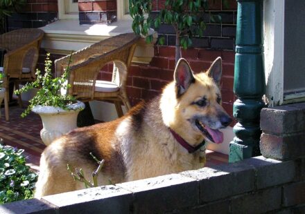 King Alsatian dog profile