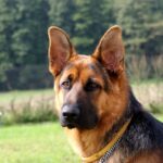 King Alsatian Dog: Everything Owners Need to Know in 2026