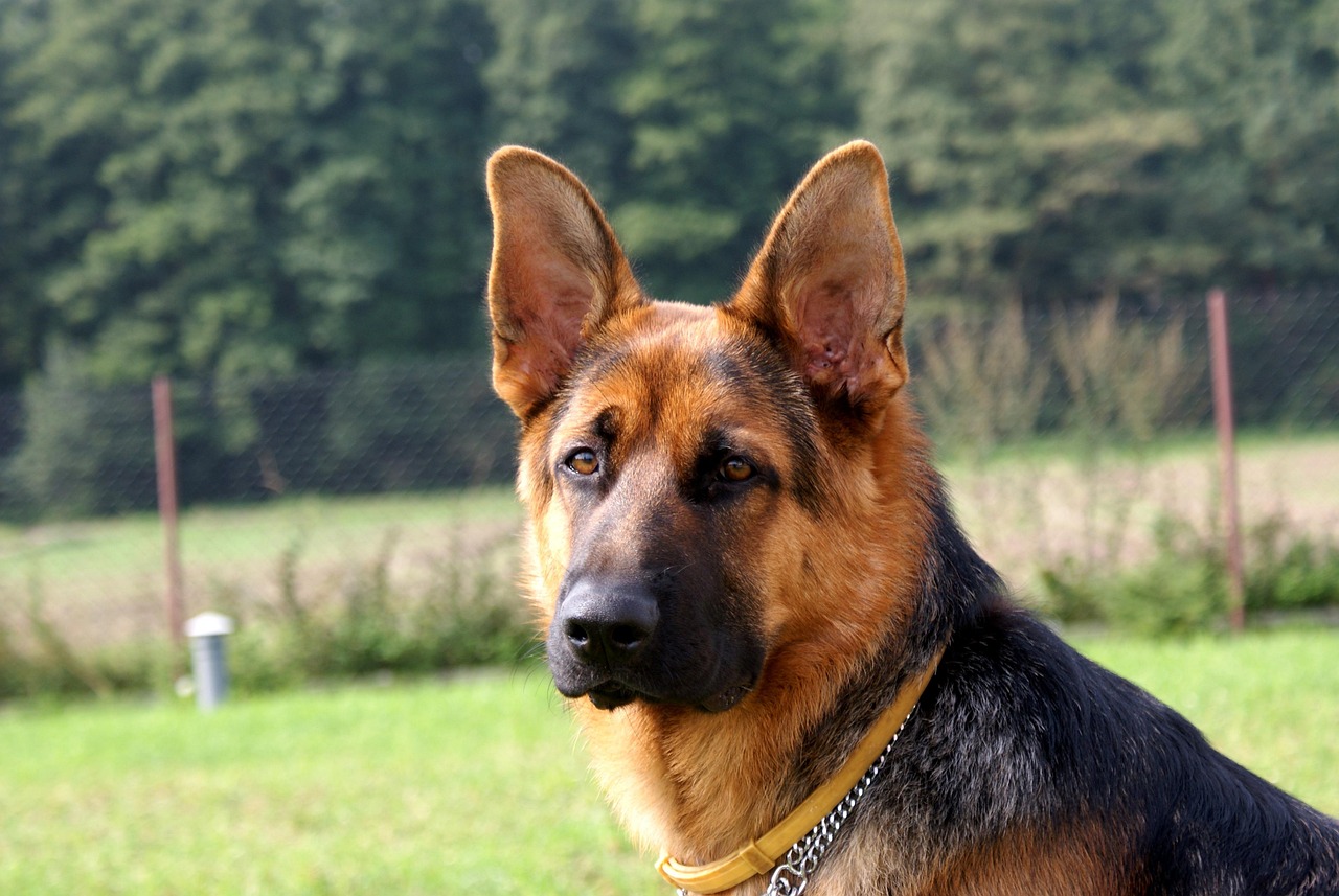 King Alsatian Dog: Everything Owners Need to Know in 2026