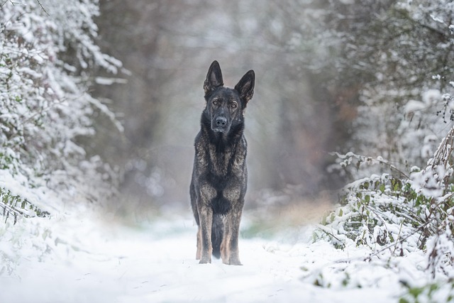 A King Shepherd calmly interacting with a child